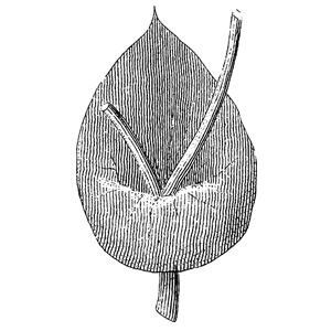 drawing of cactus - Sarasota Arborist Florida tree care