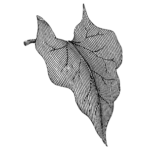 leaf drawing - sarasota arborist Professional Tree Services