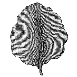 Sarasota Tree Risk Mitigation - drawing of a leaf