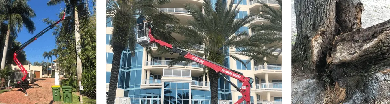 Sarasota Arborist photos of tree trimming and tree removal